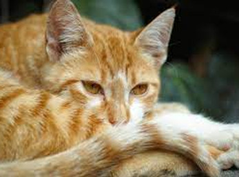 orange cat.jpg