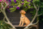Maple