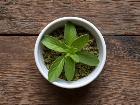 Para que serve chá de oregano?
