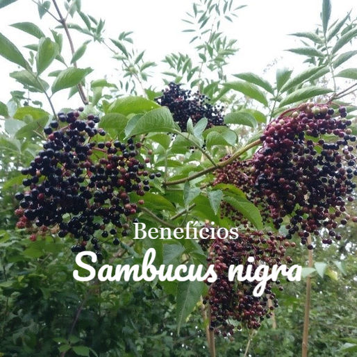 Benefícios surpreendentes do Sabugueiro, até gripes 