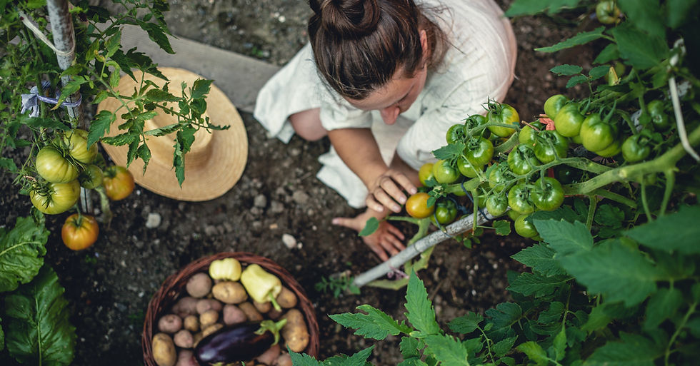 Terapia com jardinagem: como o contato com plantas ajuda a reduzir a ansiedade