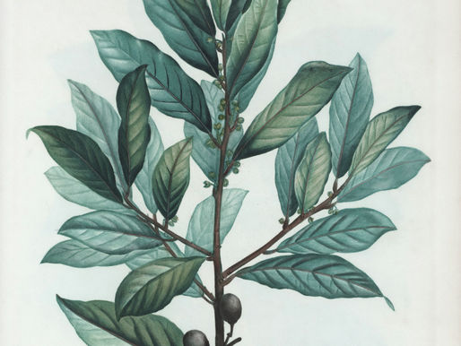 Para que serve o chá da folha de louro