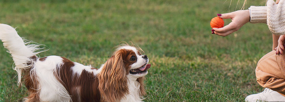 K9 Journey Dog Training and Puppy Training