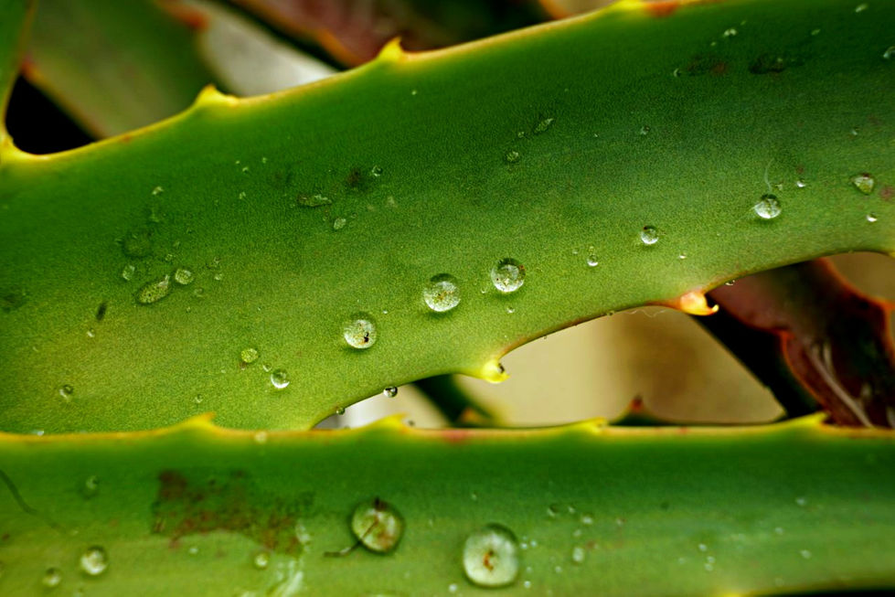 Texture 8 thumbnail_DSC03992