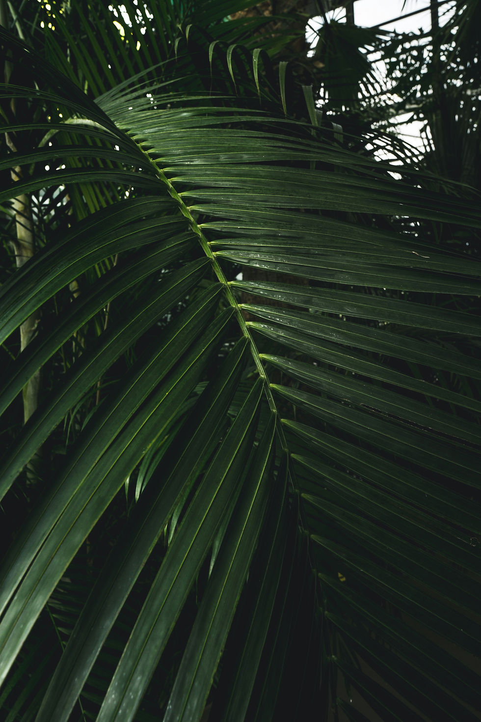andrei-r-popescu-a3hcpq2NDbg-unsplash.jpg