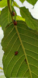 ree