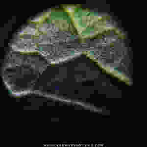 This is a closeup of the cellular structure of a young green kratom leaf newly developing on a mature kratom tree. These structures are used by the plant for water uptake and photosynthesis.