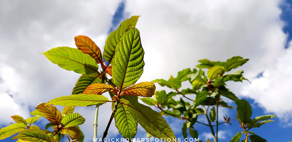 Cold tolerant kratom currently in development at Magick Powers Potions