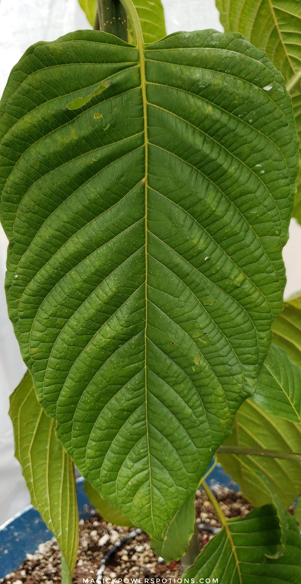 Have you eaten your greens today? It's possible to grow high quality, alkaloid rich kratom in the US with good genetics, organic gardening methods, and plenty of love and kindness.