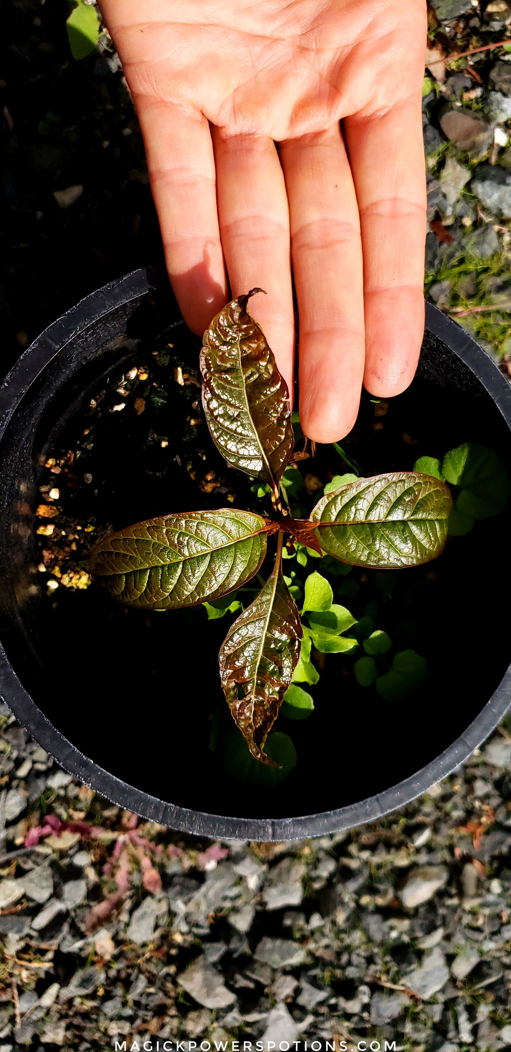 This kratom seedling withstands temperature lows in the 30s. It, and more specimens like it, have been tagged for cold tolerance as part of Magick Powers Potions research and development projects.