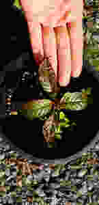 This kratom seedling withstands temperature lows in the 30s. It, and more specimens like it, have been tagged for cold tolerance as part of Magick Powers Potions research and development projects.