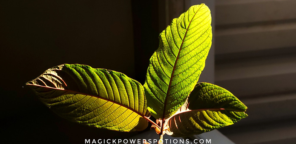 These glowing green and olive leaves throb with a thick ruby red vein, catching the light like a fine glass sculpture.