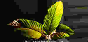 These glowing green and olive leaves throb with a thick ruby red vein, catching the light like a fine glass sculpture.