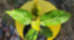 ree