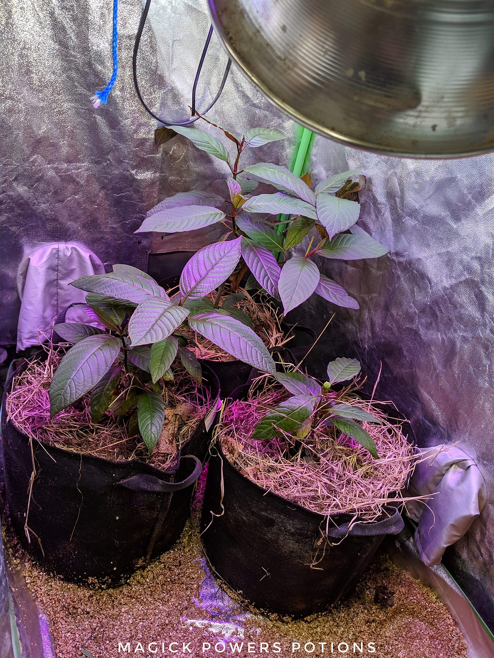 Happy in their new home: the three kratom trees have acclimated to their new surroundings.