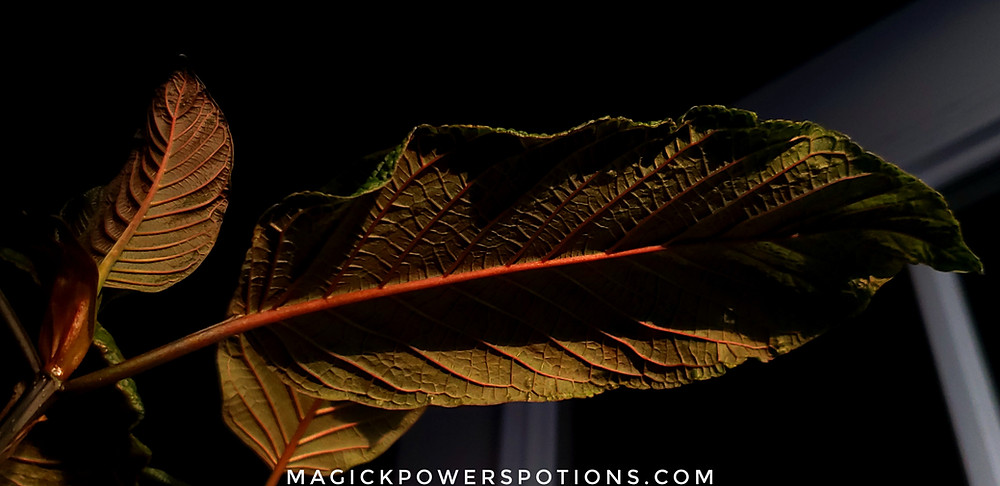 A thick dark kratom leaf with pronounced ridging and immense red vein thrusts forth from the shadows, catching the last glimmers of sinking sunlight.