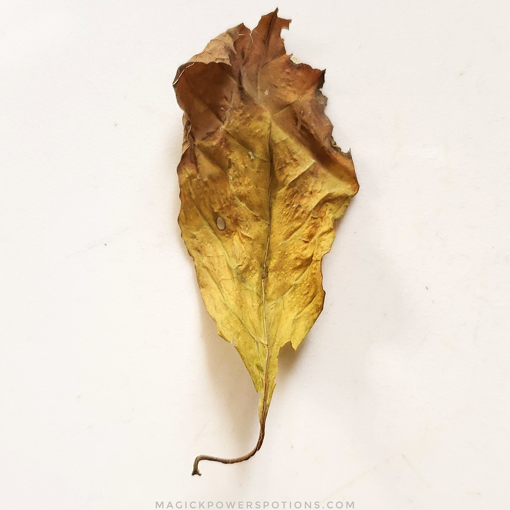 This kratom leaf was yellow on the tree, and it has been dried with minimal oxidation.