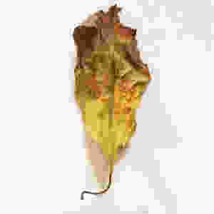 This kratom leaf was yellow on the tree, and it has been dried with minimal oxidation.