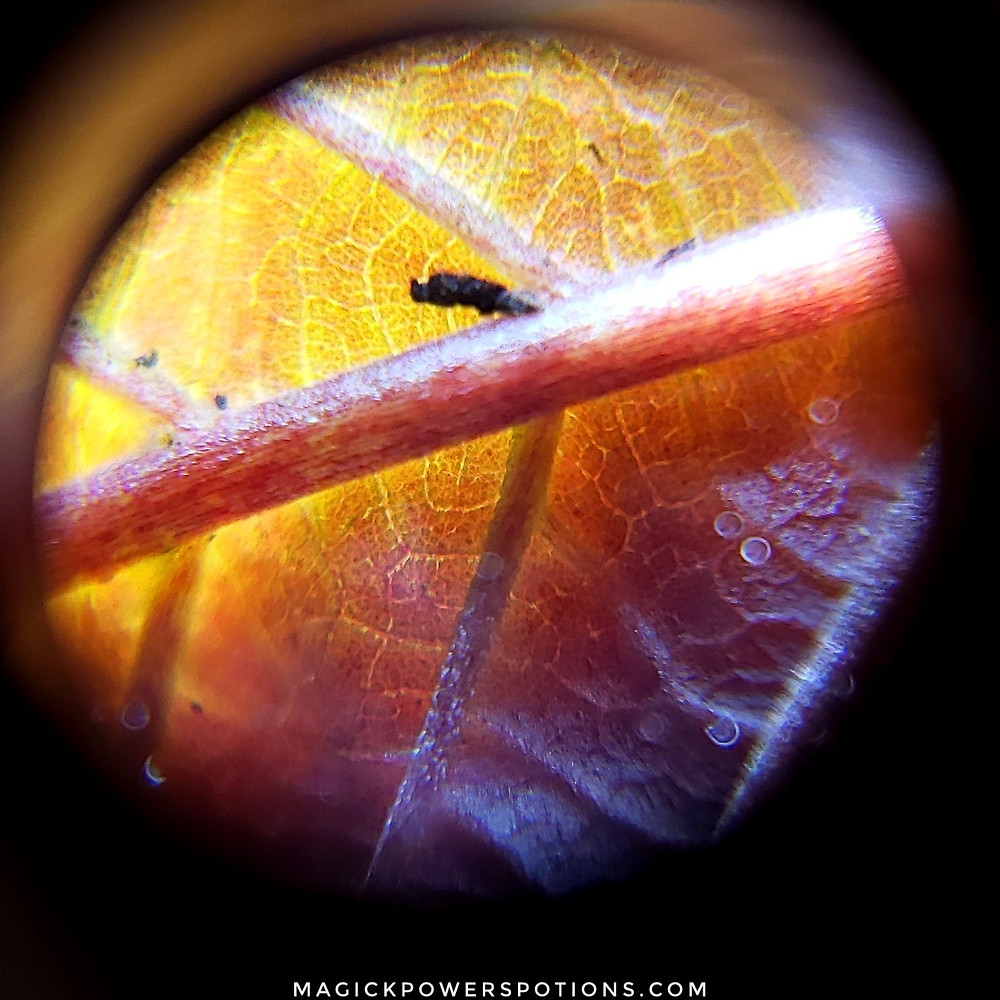This is a closeup of the underside of a yellow kratom leaf at the end of a lower secondary branch on a tree that is approaching the threshold of harvest maturity. The tree is outside and the leaf has soil particles clinging to it. Notice how the vein exhibits red striations but not a fully red coloration. You can see some of the plant cells have turned from a yellow to an orange in the heat of direct sunlight after transferring from a greenhouse environment with artificial light.