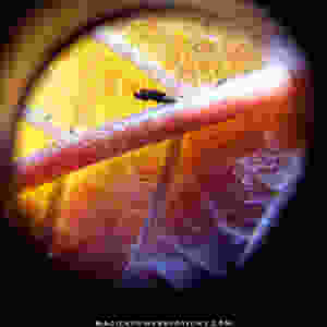 This is a closeup of the underside of a yellow kratom leaf at the end of a lower secondary branch on a tree that is approaching the threshold of harvest maturity. The tree is outside and the leaf has soil particles clinging to it. Notice how the vein exhibits red striations but not a fully red coloration. You can see some of the plant cells have turned from a yellow to an orange in the heat of direct sunlight after transferring from a greenhouse environment with artificial light.