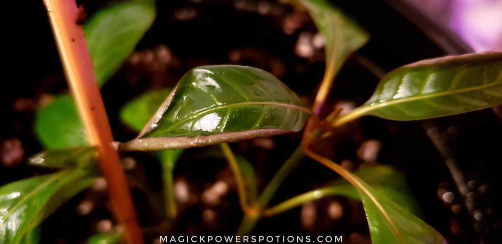 Early stage humidity curl in a mitragyna speciosa seedling