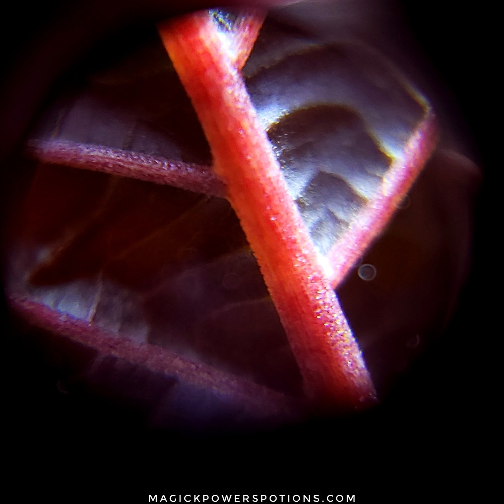 A healthy mature kratom leaf under the microscope at 60x magnification. With a purplish-red underside and claret red veins, this leaf is a beauty. The tiny round circle in the middle right of the shot is a dust speck on the lens, and the white blur at the top of the vein is an artifact of the lighting.