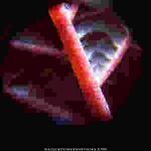 A healthy mature kratom leaf under the microscope at 60x magnification. With a purplish-red underside and claret red veins, this leaf is a beauty. The tiny round circle in the middle right of the shot is a dust speck on the lens, and the white blur at the top of the vein is an artifact of the lighting.