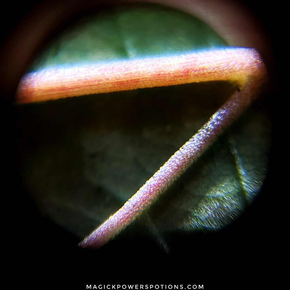 This beautiful kratom leaf is experiencing a change in vein color. A formerly yellow vein is beginning to pulse with an alkaloid-rich red plant pigment. Although scientists have not fully unraveled how plant pigments self-oxidize their alkaloids, a link between color and alkaloid profile has been acknowledged.