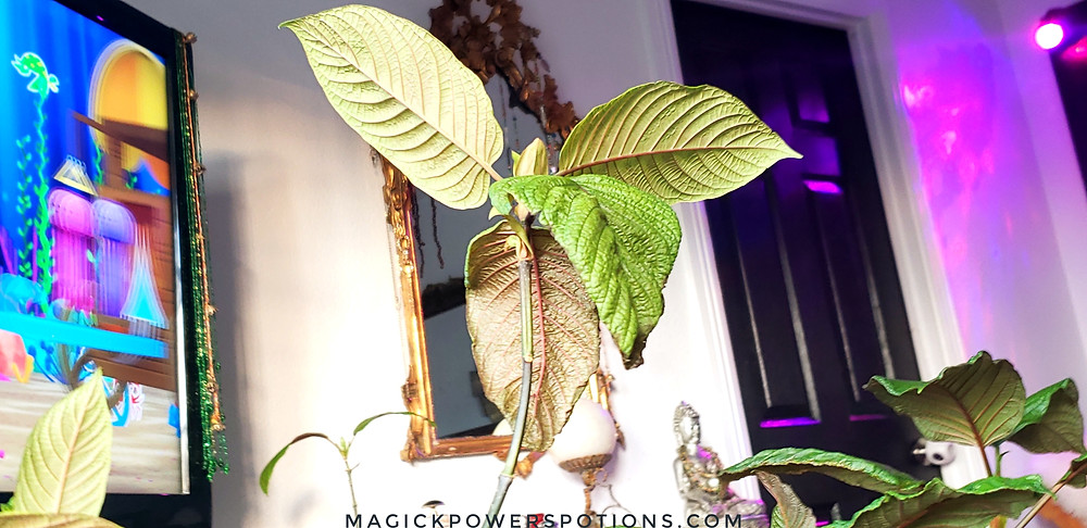 With this specimen, multiple leaf underside colors are exhibited. The top leaves have olive green undersides with red veins, and the lower leaves have chocolate undersides with red veins. These colors are constantly changing in response to environmental stimuli.