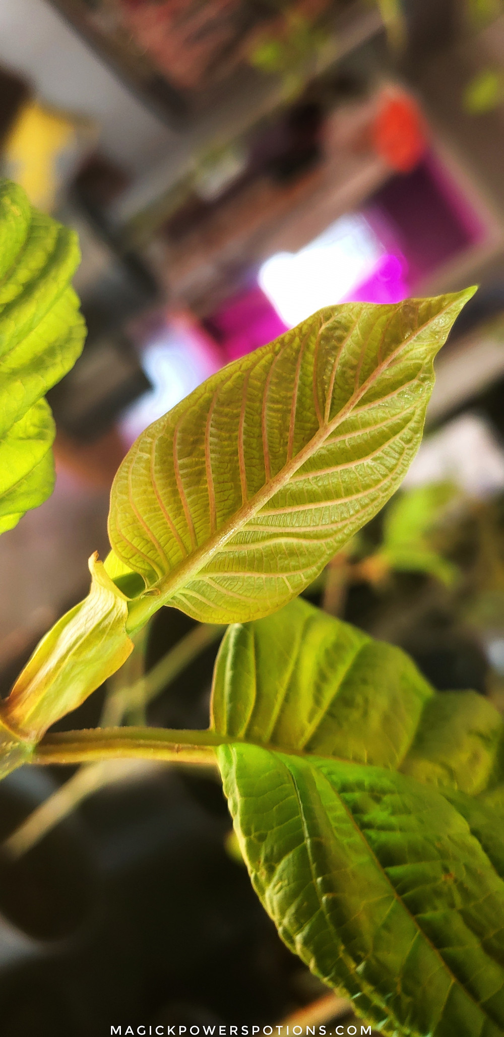 Thick and veinous, the new growth on this young kratom tree is coming in pear yellow with peach veins. It will unfold into a jewel green and the veins will darken.