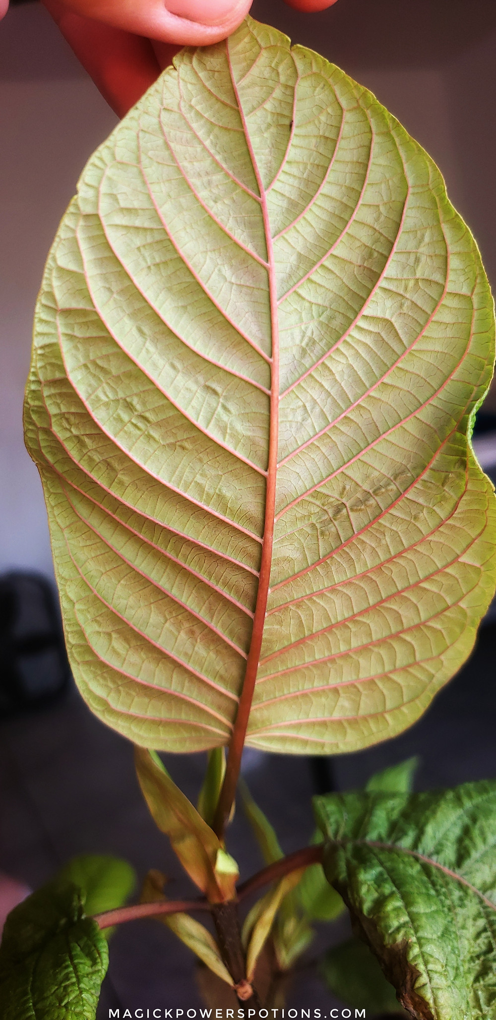 A close up of a heathy leaf underside. Notice the strength of form, beautiful colors and clean surface free from discolorations, bruising and pests. This leaf is still in the process of unfolding and its individual cells still have visible room to stretch.
