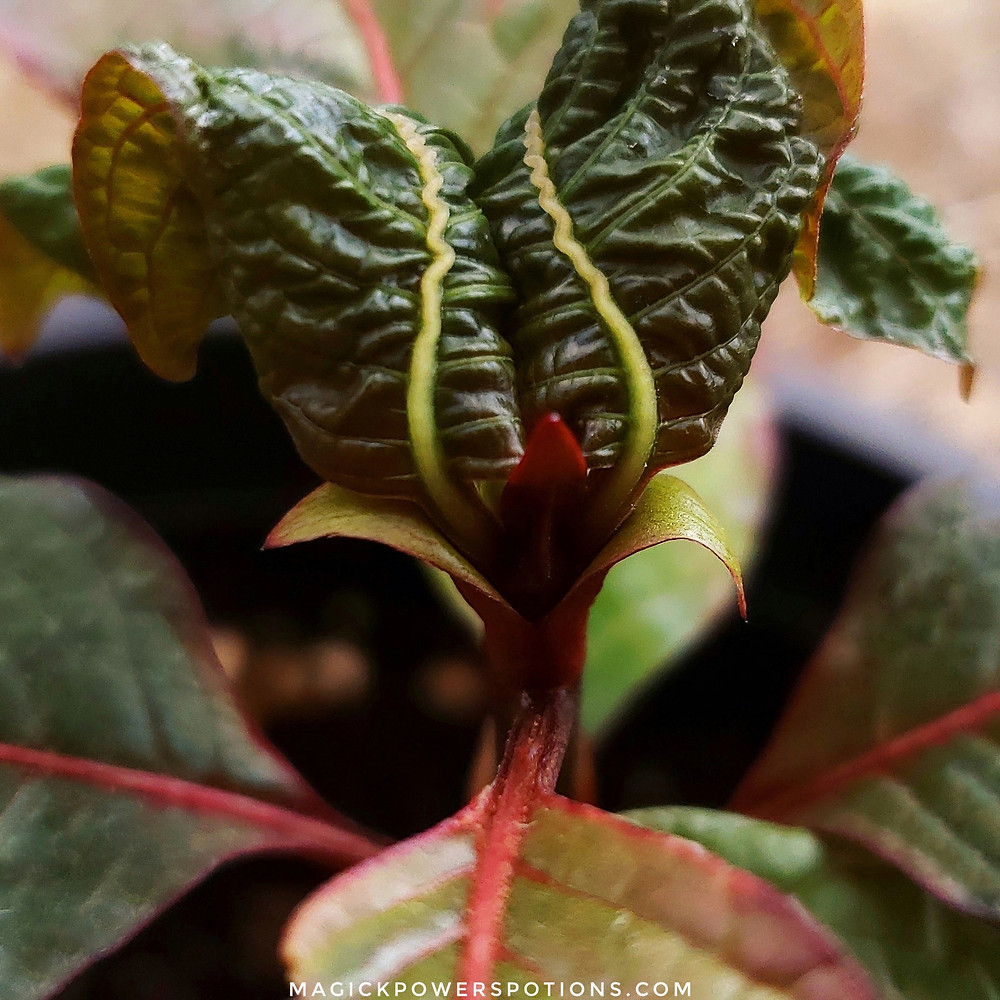 Genetic diversity is responsible for the beautiful variation in nature. This kratom seedling is an example of the many colorful permutations exhibited throughout Magick Powers Potions Borneo Rainforest line.
