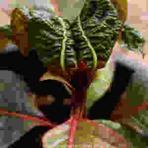 Genetic diversity is responsible for the beautiful variation in nature. This kratom seedling is an example of the many colorful permutations exhibited throughout Magick Powers Potions Borneo Rainforest line.