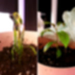 Kratom seedling with extreme droop and advanced humidity curl on the left; same specimen 18 hours later on the right. The plastic bag technique was used to revive this specimen. Only minimal cosmetic damage was sustained. The specimen will outgrow this minor damage and is not harmed in any way.
