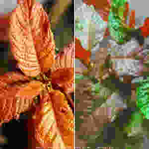 No one talks about it much, but orange kratom is a thing.