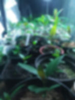 Humble beginnings: Atchley's trees were just seedlings when he ordered them less than a year ago. Grow your own with genetically diverse seed-sown specimens available through MagickPowersPotions.com