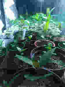 Humble beginnings: Atchley's trees were just seedlings when he ordered them less than a year ago. Grow your own with genetically diverse seed-sown specimens available through MagickPowersPotions.com