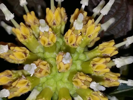 Kratom Flower