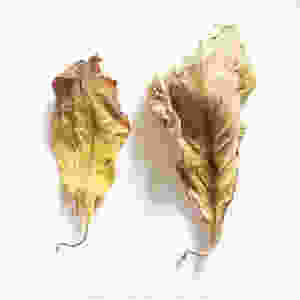 Can you tell the difference between the real yellow kratom leaf and the man-made one? The leaf on the left was yellow on the tree. The leaf on the right was green and cured deeply to first turn red, then become sun bleached in highly oxidizing conditions. Note: don't eat the one on the right... it fell into some fertilizer dust!