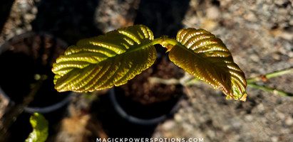 After defoliation, new leaves grow in perfectly suited to the current environment. These leaves were formed in dry hot wind, a far cry from the stagnant humidity of Indonesian swamps.
