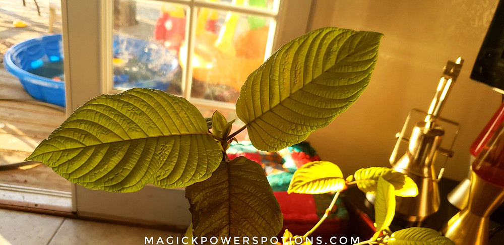 As the fresh leaves unfold, their ridges are often plump and well articulated from the central vein.