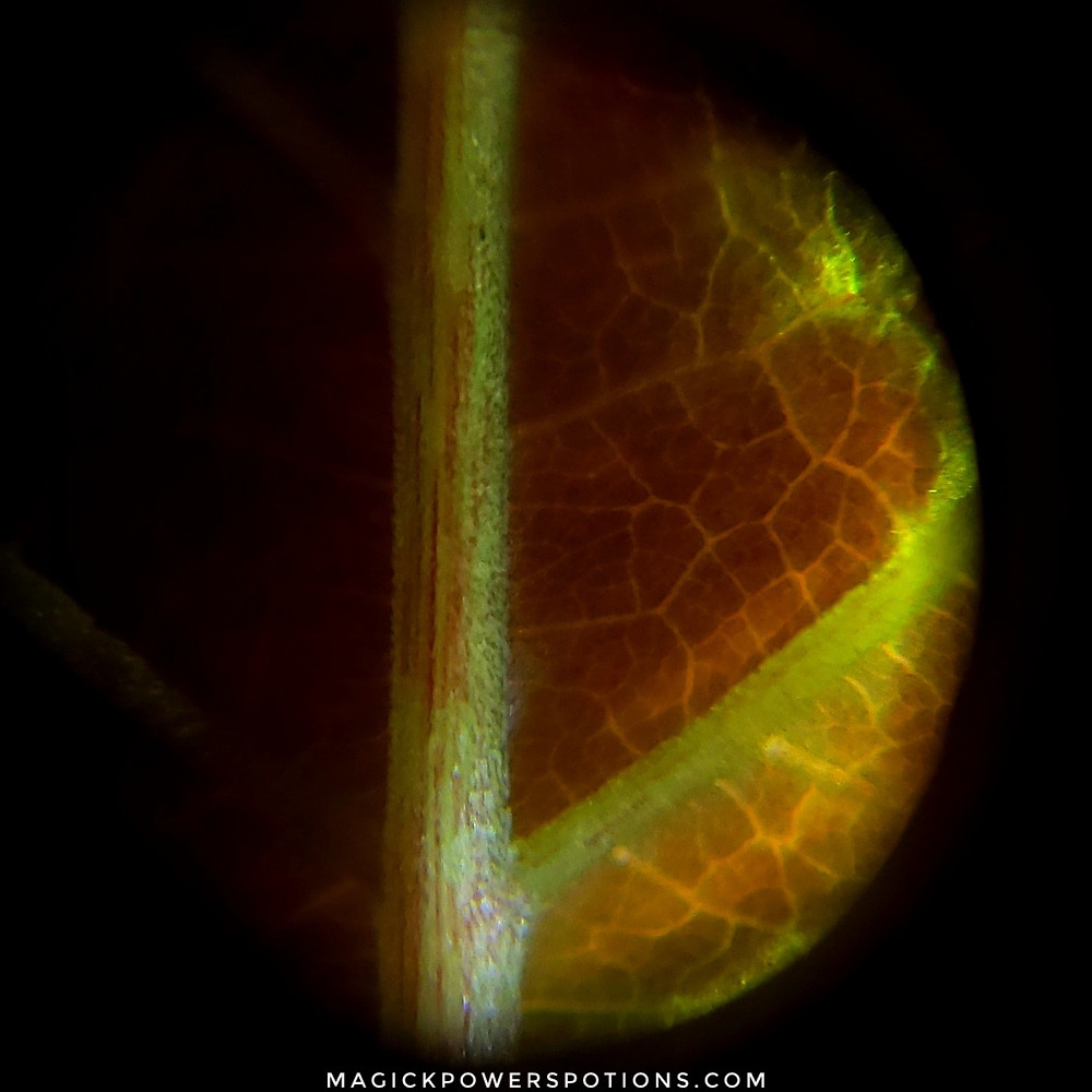 This is the underside of a mature yellow kratom leaf. You can see what appears to be some orange-ish red plant pigment striated throughout the main and secondary branching veins, but the veinous structures remain otherwise green.