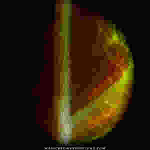 This is the underside of a mature yellow kratom leaf. You can see what appears to be some orange-ish red plant pigment striated throughout the main and secondary branching veins, but the veinous structures remain otherwise green.