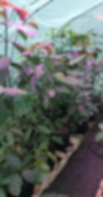 Before Atchley upgraded to 55 gallon drums, he was growing in cloth pots. Cloth is problematic for kratom cultivation, as this species loves wet conditions that can aggravate mold, mildew and other problems when grown in cloth containers.