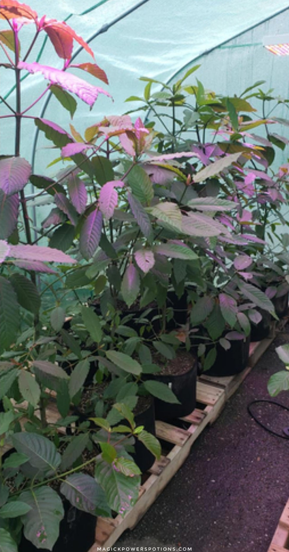 Before Atchley upgraded to 55 gallon drums, he was growing in cloth pots. Cloth is problematic for kratom cultivation, as this species loves wet conditions that can aggravate mold, mildew and other problems when grown in cloth containers.