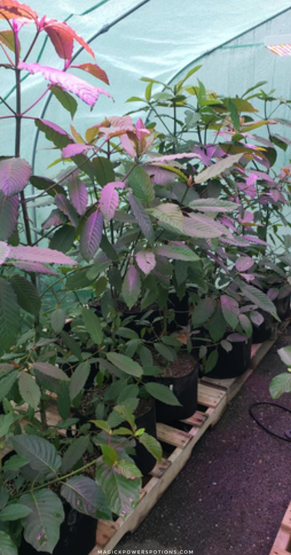 Before Atchley upgraded to 55 gallon drums, he was growing in cloth pots. Cloth is problematic for kratom cultivation, as this species loves wet conditions that can aggravate mold, mildew and other problems when grown in cloth containers.