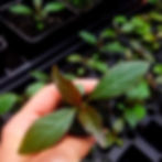 Kratom seedlings from Magick Powers Potions Borneo Rainforest line