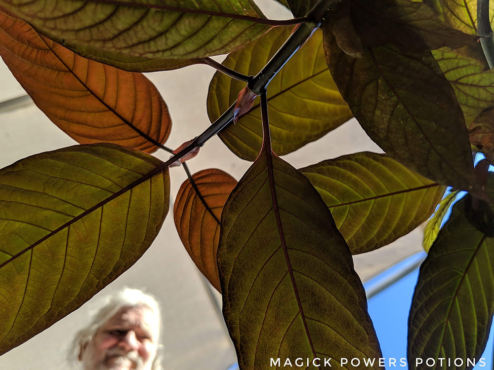 Glenn Bradford peers through the leaves of one of his young kratom trees.
