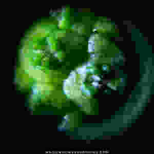 This is a closeup of a developing kratom flower. The florets are beginning to differentiate themselves from the globular mass. As they develop they will become long white and yellow flowers containing both male and female plant sex organs.