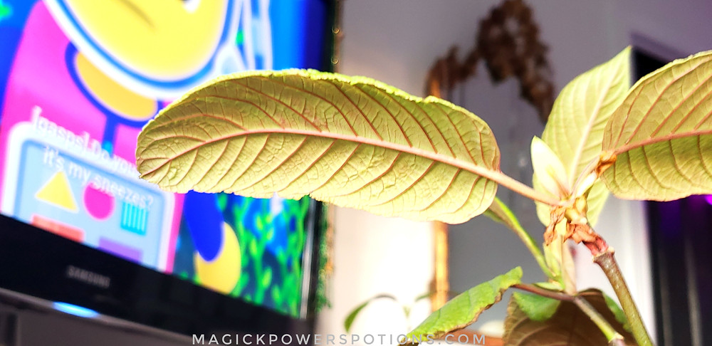 This kratom specimen enjoys watching cartoons. Congratulations, you just found the easter egg in the Refoliating Kratom blog. Contact us for an entry into our current plant giveaway contest.
